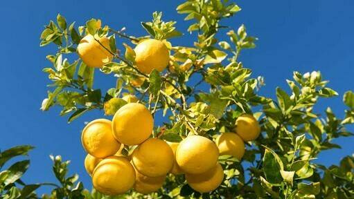 pomelo-cancro bacteriano|cancro bacteriano en citricos